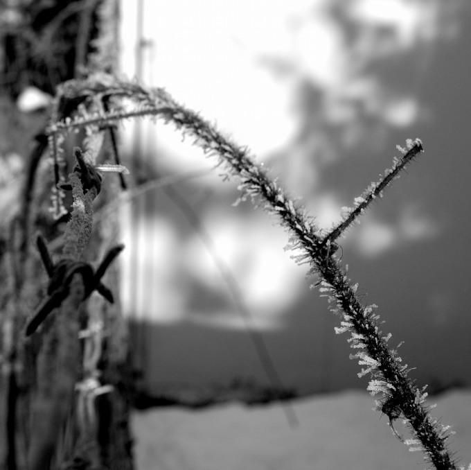 2006-01-11 barbed wires / stacheldraehte