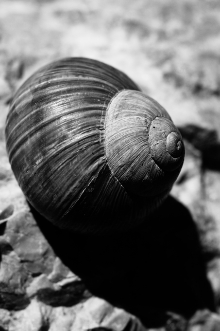 2010-10-14 schneck / snail
