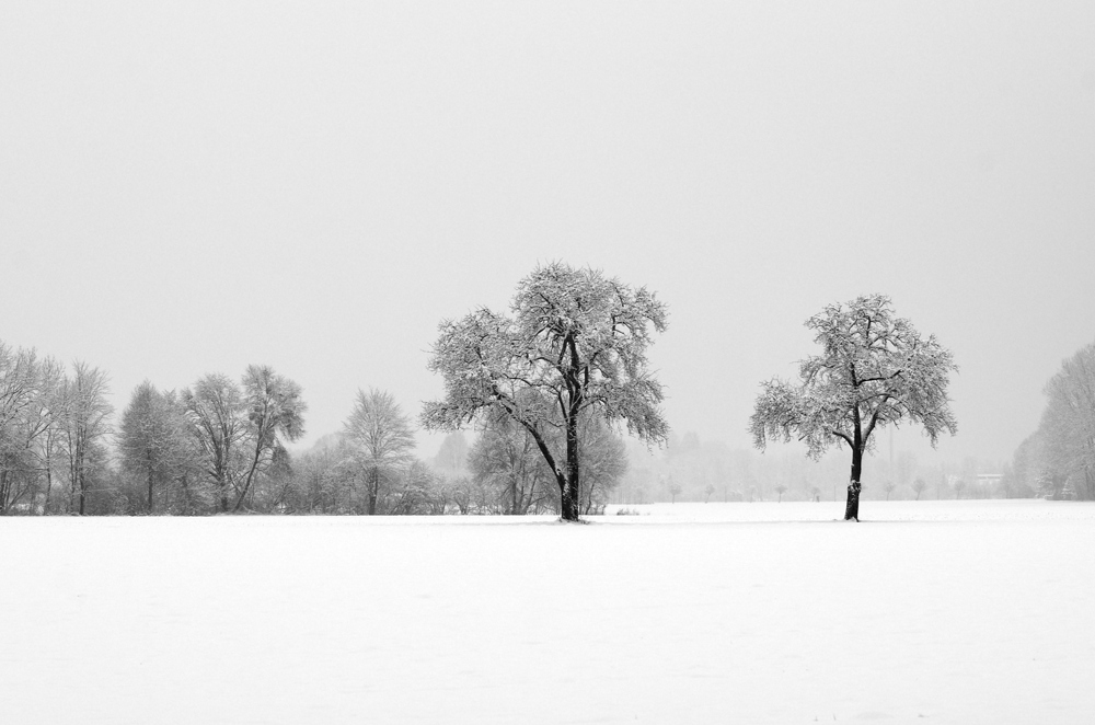 2013-02-28 black on white / schwarz auf weiss