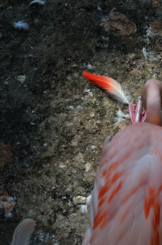 2014-05-02 flamingo