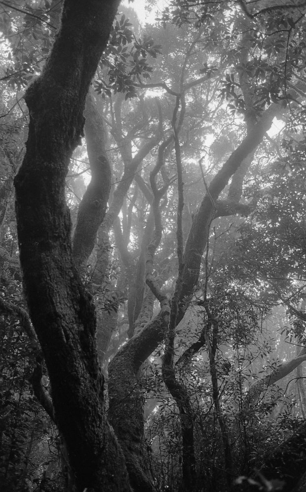 2026-02-08 Garajonay Nationalpark III/ Garajonay National Park III